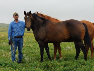 Paddys Gin Nova JW<BR>AQHA 5736560